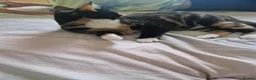 Mixed Breed cats for sale: Retired Tortiseshell Queen  - Advert 5