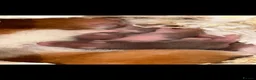 Hamster rodents for sale: Baby Syrian hamsters - Advert 2