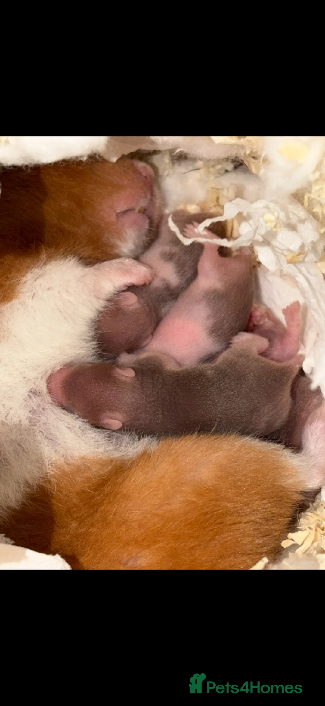 Hamster rodents for sale: Baby Syrian hamsters - Advert 2