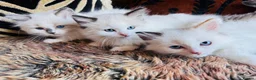 Ragdoll cats for sale: Ragdoll kittens  - Advert 1