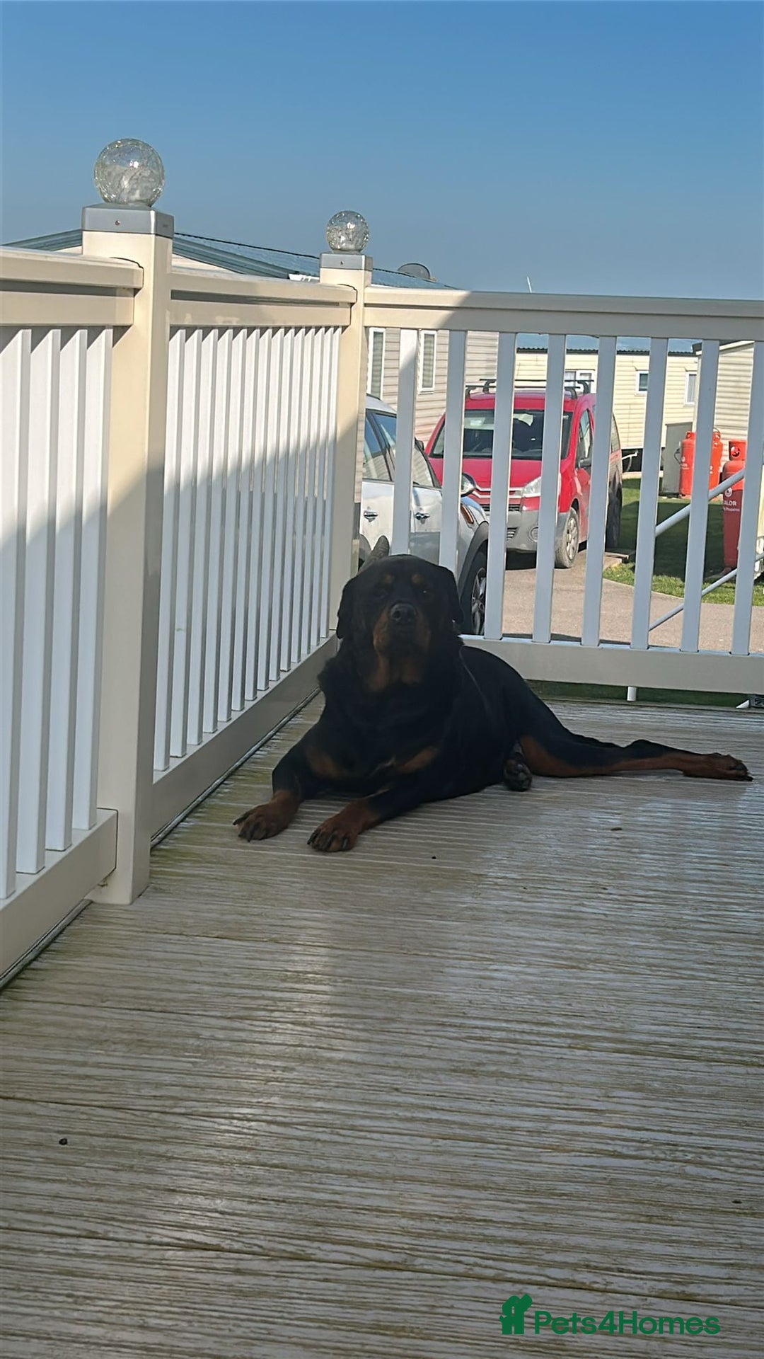 Rottweiler dogs for stud: ....Our Rottweiler Marley for stud...  - Image 5