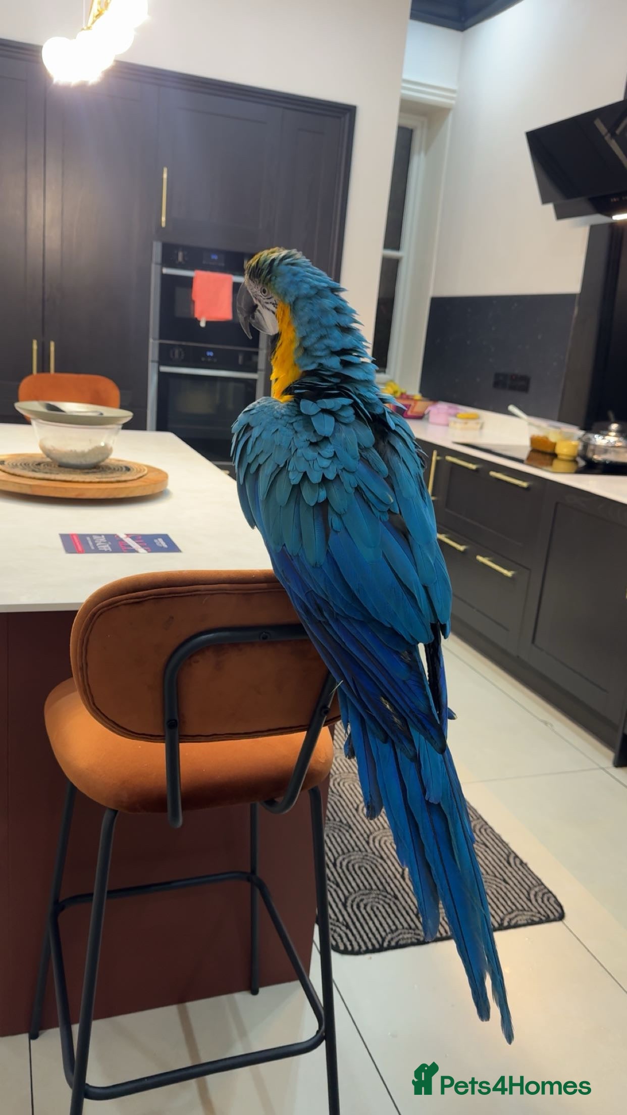 Macaws birds Hand reared blue&gold macaws - Advert 1