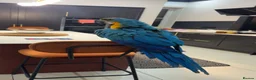Macaws birds for sale: Hand reared blue&gold macaws - Advert 1