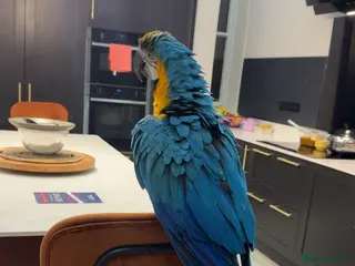 Macaws birds Hand reared blue&gold macaws - Advert 1