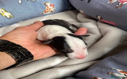 English Bull Terrier dogs for sale: English bull terrier puppy’s  - Image 17