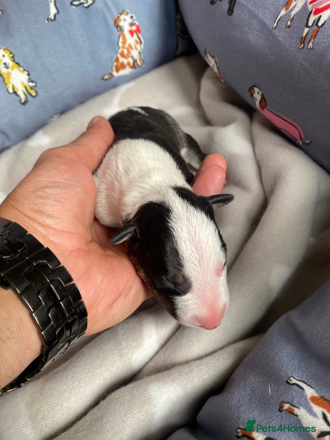 English Bull Terrier dogs for sale: English bull terrier puppy’s  - Image 17