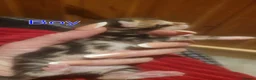 Mixed Breed cats for sale: Stunning tabby kitties  - Advert 10