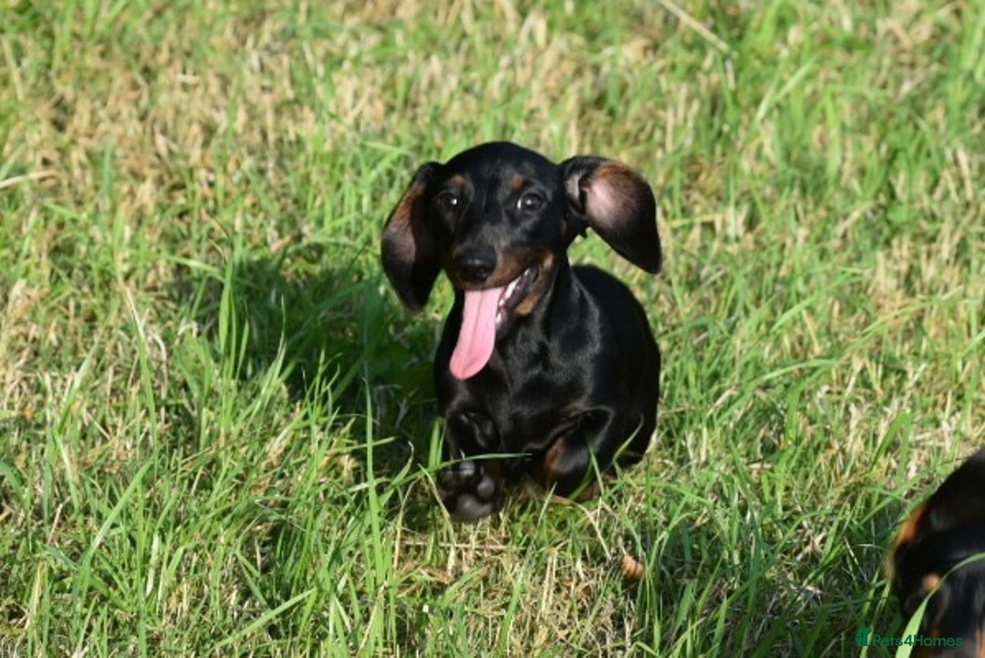 Miniature Dachshund dogs for sale: Mini smooth dachshund one boy available  in Newton Abbot - Image 12