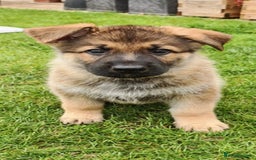 German Shepherd dogs for sale: German Shepherd puppy - Image 23