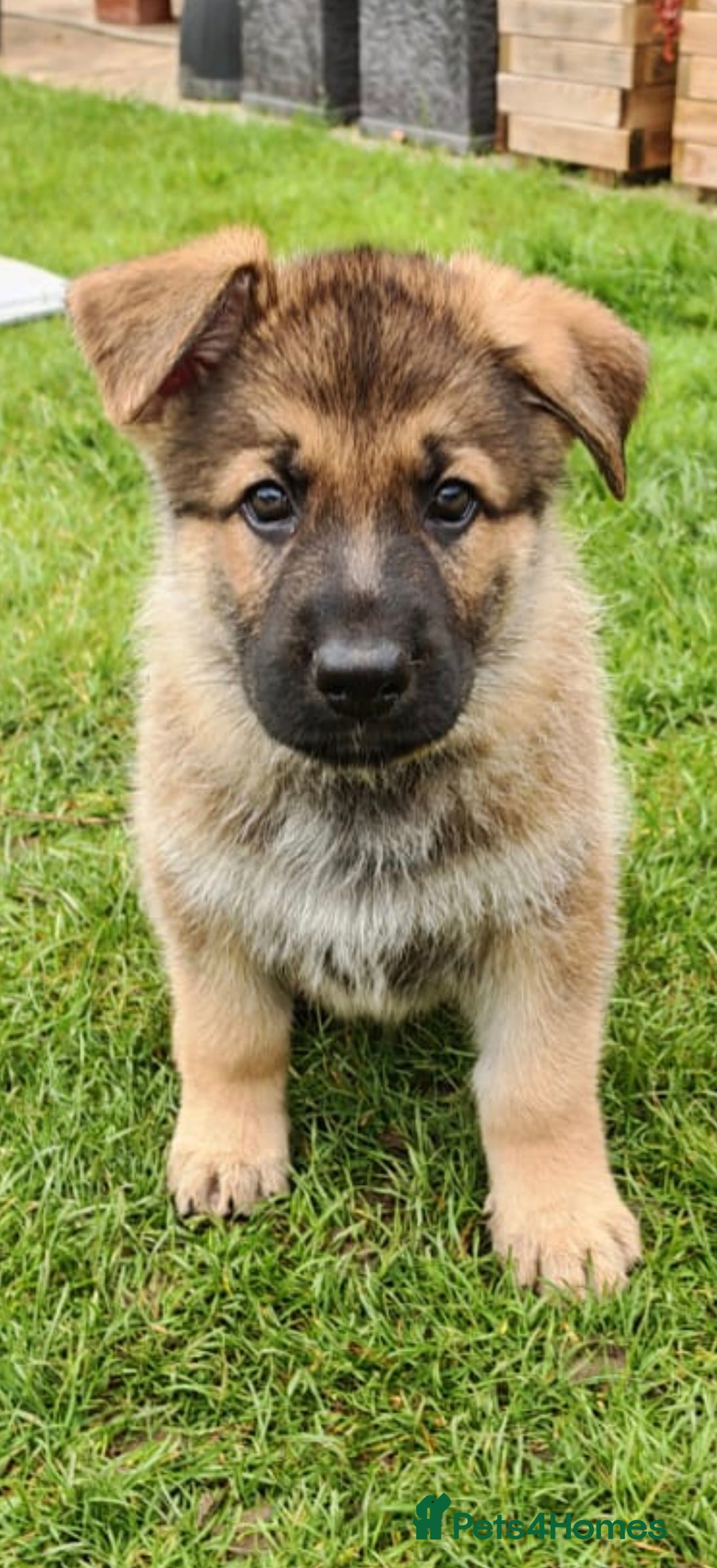 German Shepherd dogs for sale: German Shepherd puppy - Image 23
