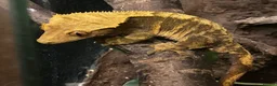 Gecko reptiles for sale: Stunning pair of breeding geckos - Advert 2