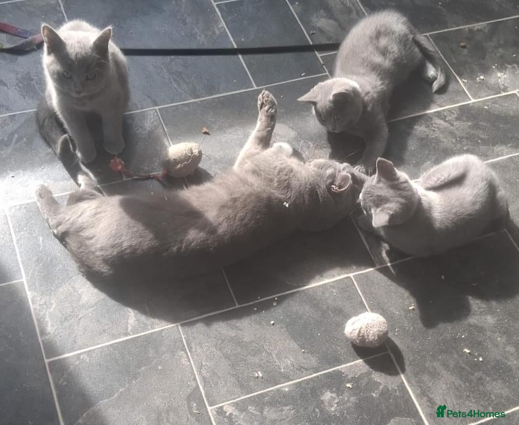British Shorthair cats British Shorthaired X Blue Girl - Advert 2