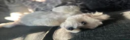 Maltese dogs for sale: 🐾 MEET ANGEL – A BEAUTIFUL 5-YEAR-OLD MALTESE  in London - Advert 4