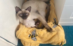 Siamese cats for sale: Siamese cat for sale - Image 5