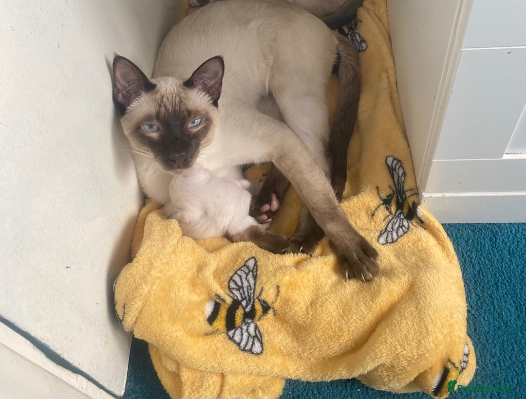 Siamese cats for sale: Siamese cat for sale - Image 5