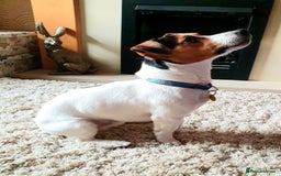 Jack Russell dogs for sale: Jack Russel puppies for sale  - Image 12