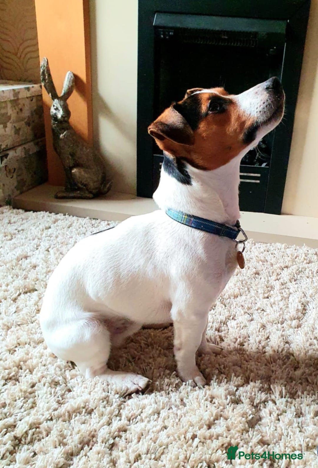 Jack Russell dogs for sale: Jack Russel puppies for sale  - Image 12