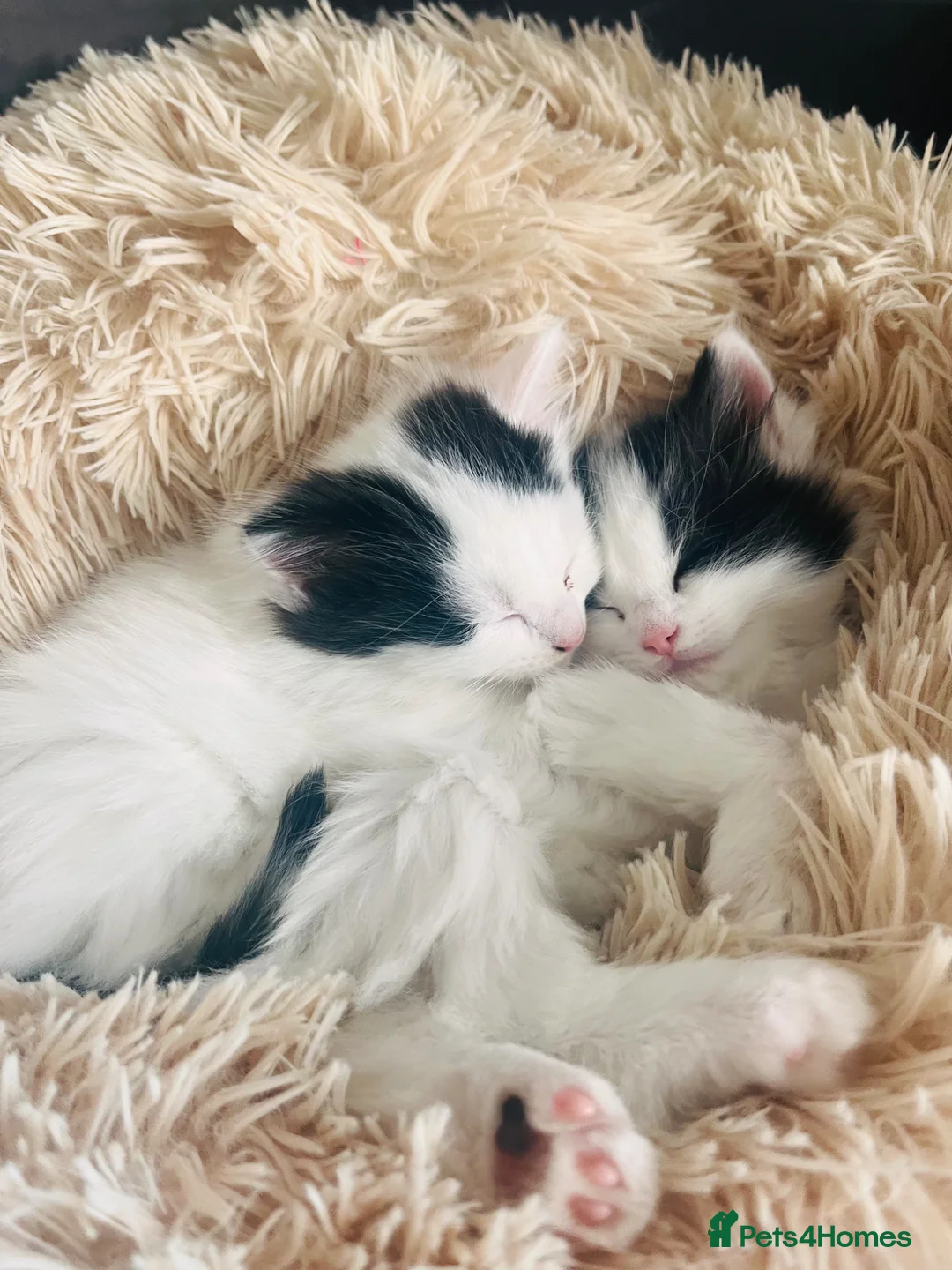 Mixed Breed cats for sale: Kitten for sale x x  - Advert 1