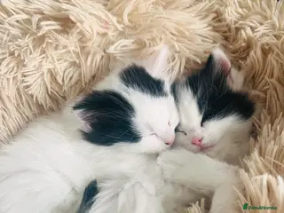 Mixed Breed cats Kitten for sale x x - Advert 8