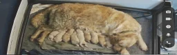 Golden Retriever dogs for sale: KC Registered Show Line Golden Retriever Puppies - Advert 33