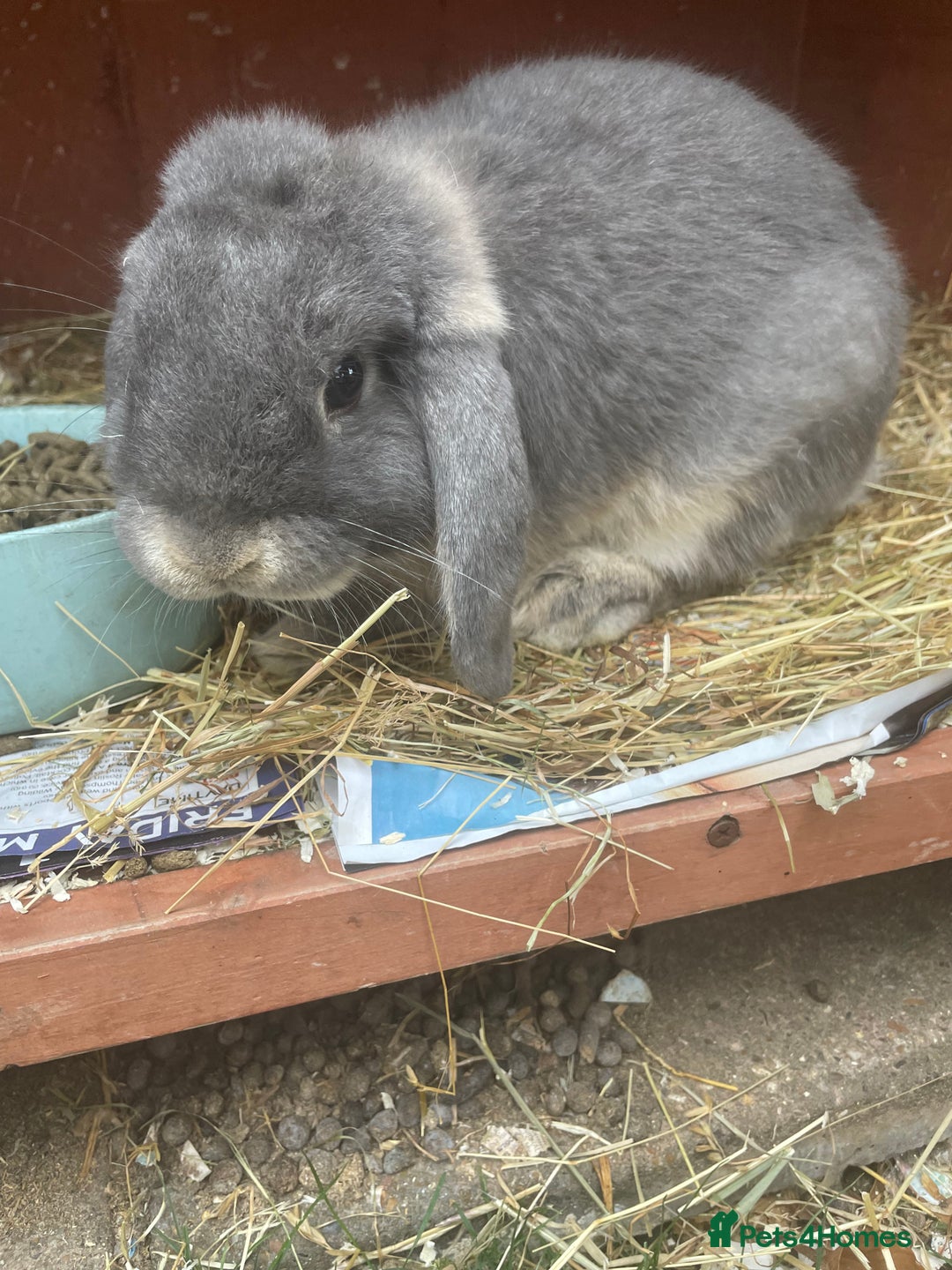 English Lop rabbits for sale: Flop eared male rabbit - Image 5