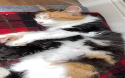 Domestic Shorthair cats for sale: 2 male kittens for sale.  - Image 7