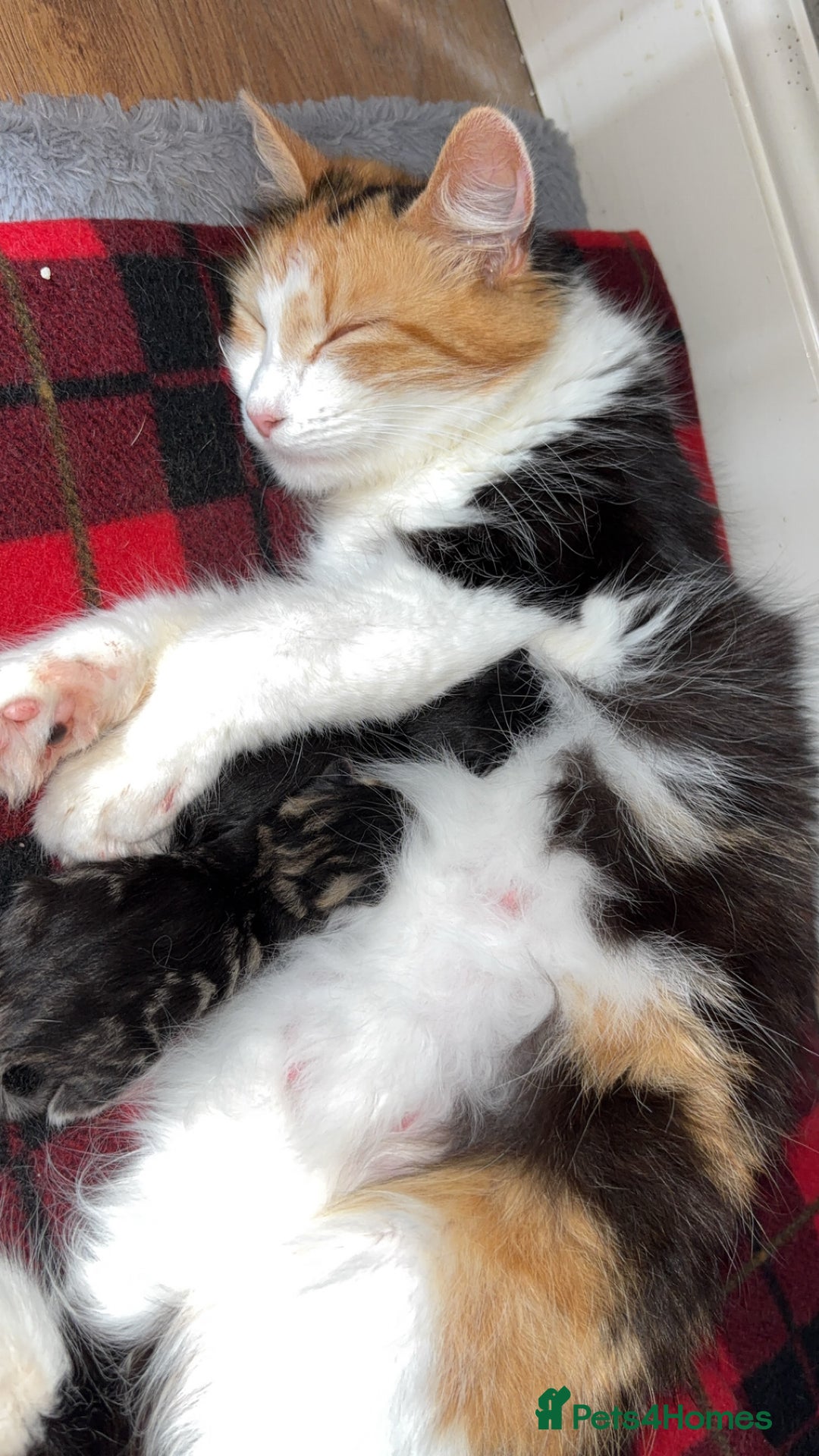 Domestic Shorthair cats for sale: 2 male kittens for sale.  - Image 7