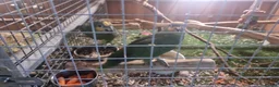 Parrots birds for sale: Paired Amazon Parots - Advert 3