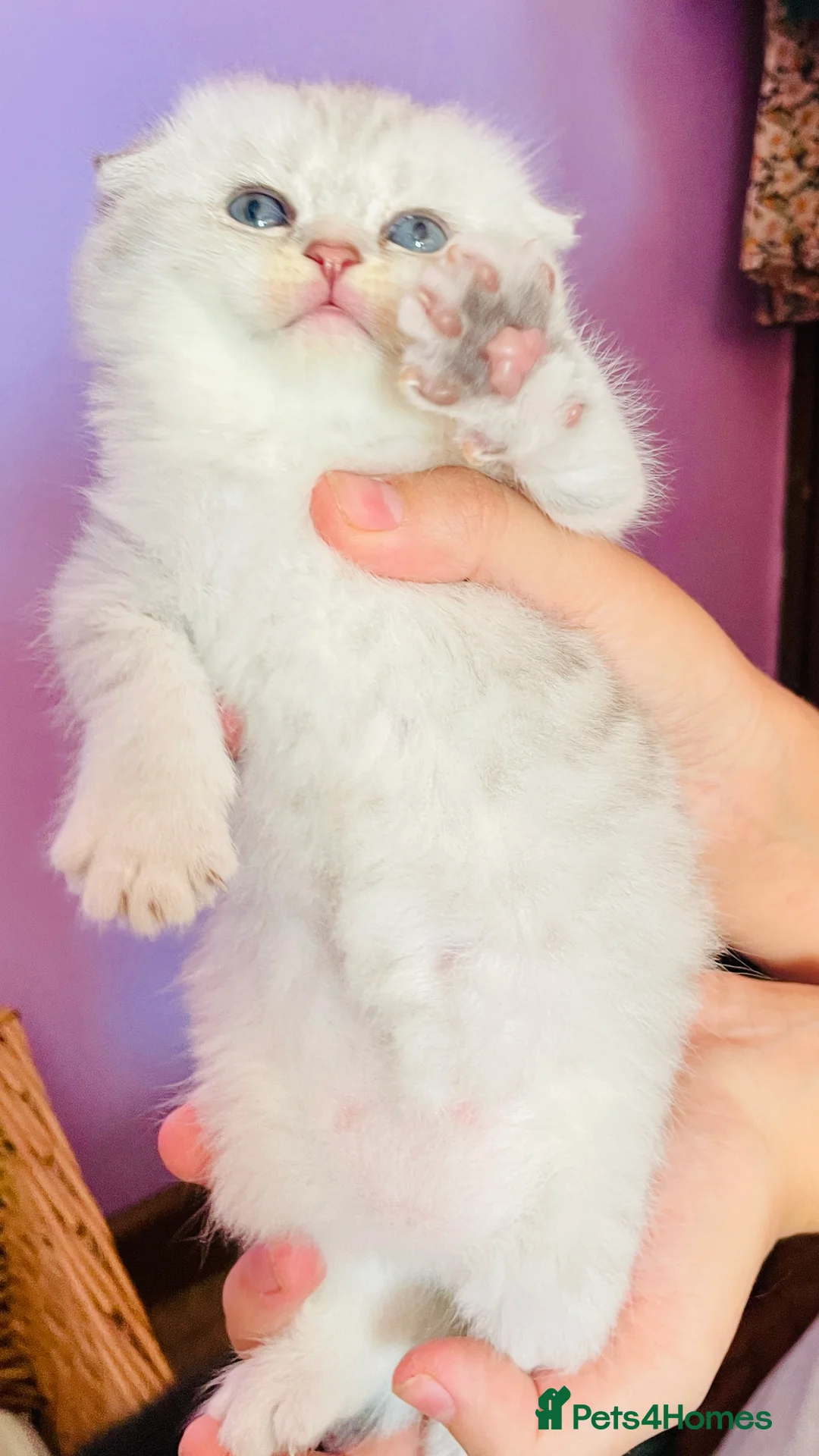 Scottish Fold cats for sale: Beautiful Scottish fold/straight ready to reserve  - Advert 14
