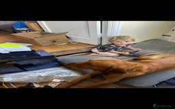 Labrador Retriever dogs for stud: Noah - Fox Red labrador pedigree -For Stud - Image 13