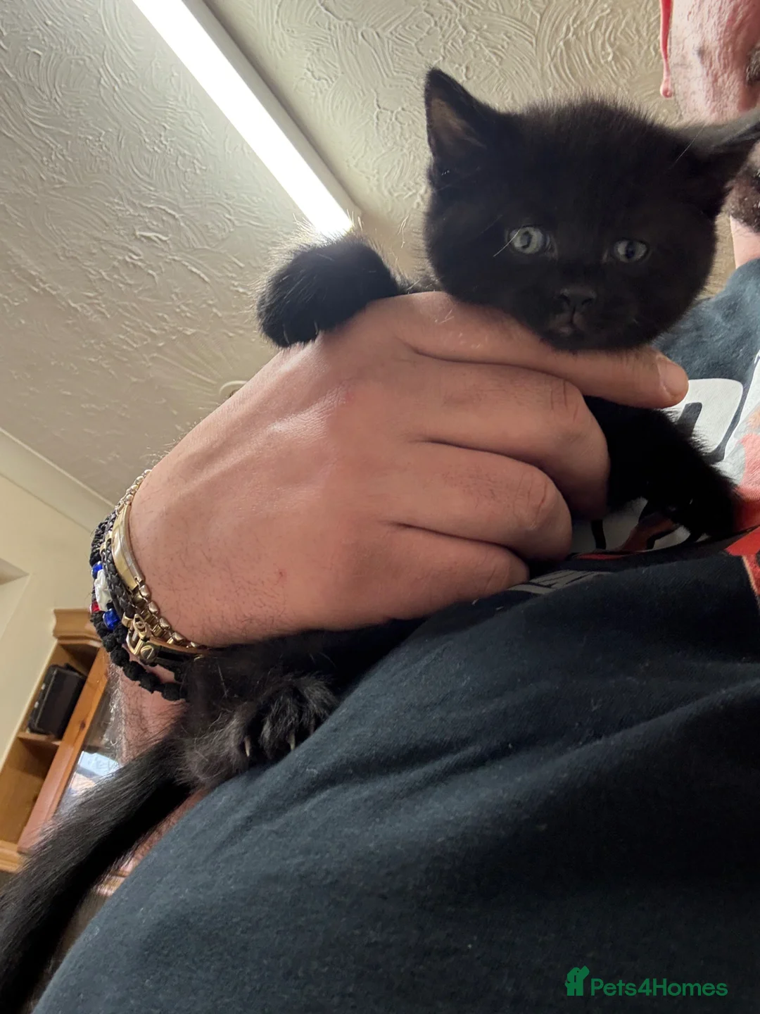 Mixed Breed cats for sale: Kittens for sale in Wellingborough - Advert 11