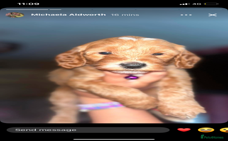Cockapoo dogs - Advert 15