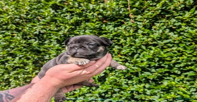 French Bulldog dogs - Advert 15