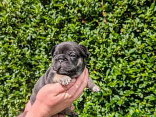 French Bulldog dogs - Advert 6