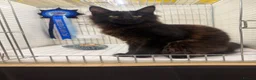 Maine Coon cats for sale: SHOW QUALITY MAINE COON GIRL 🖤♥️ - Advert 4