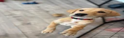 Labrador Retriever dogs for sale: Health Tested Champion Pedigree Pups - Advert 9