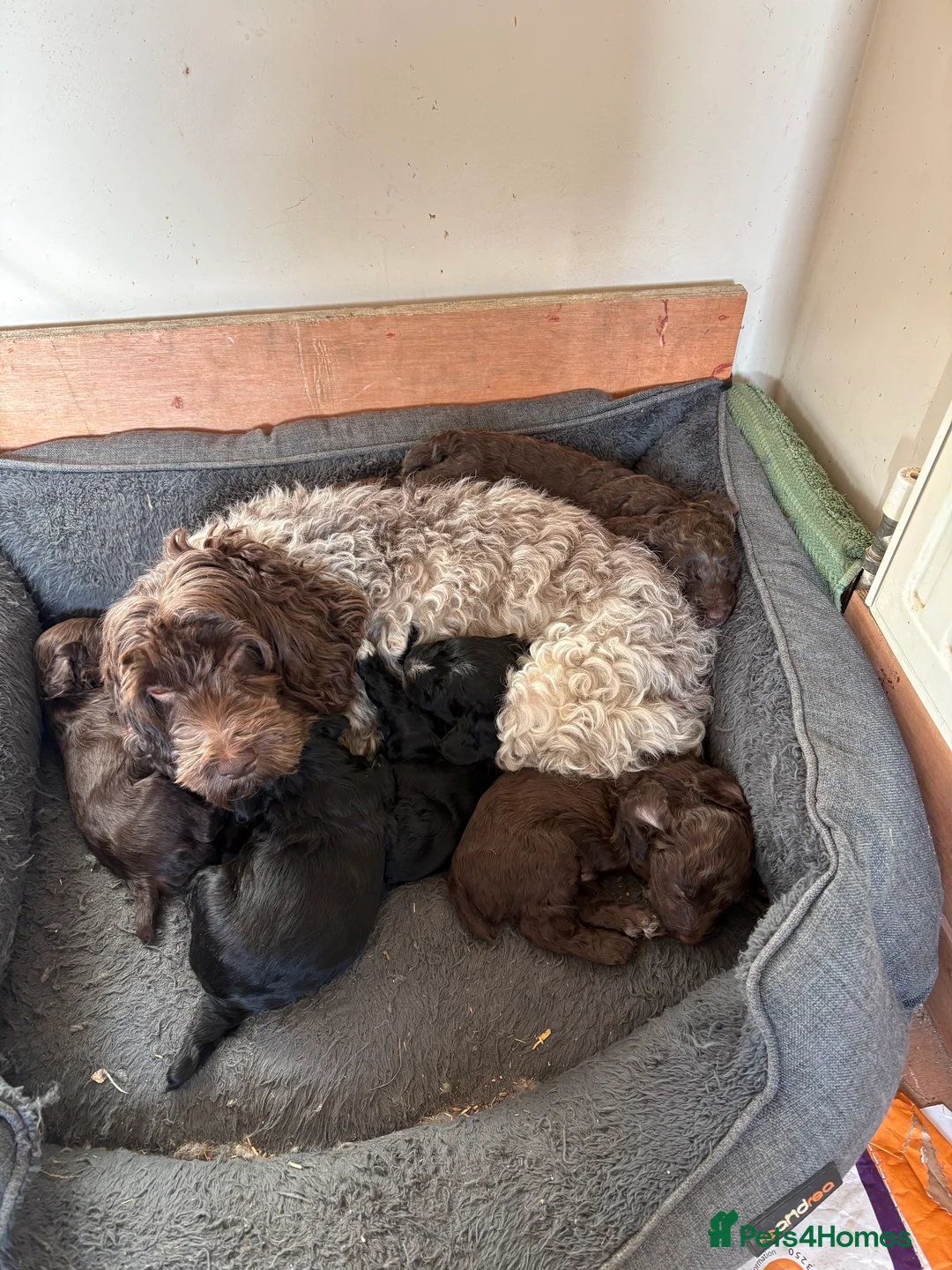 Cockapoo dogs for sale: Cockapoo Pups in Leicester - Advert 4