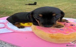Miniature Dachshund dogs for sale: Miniature daschund puppies - Image 25