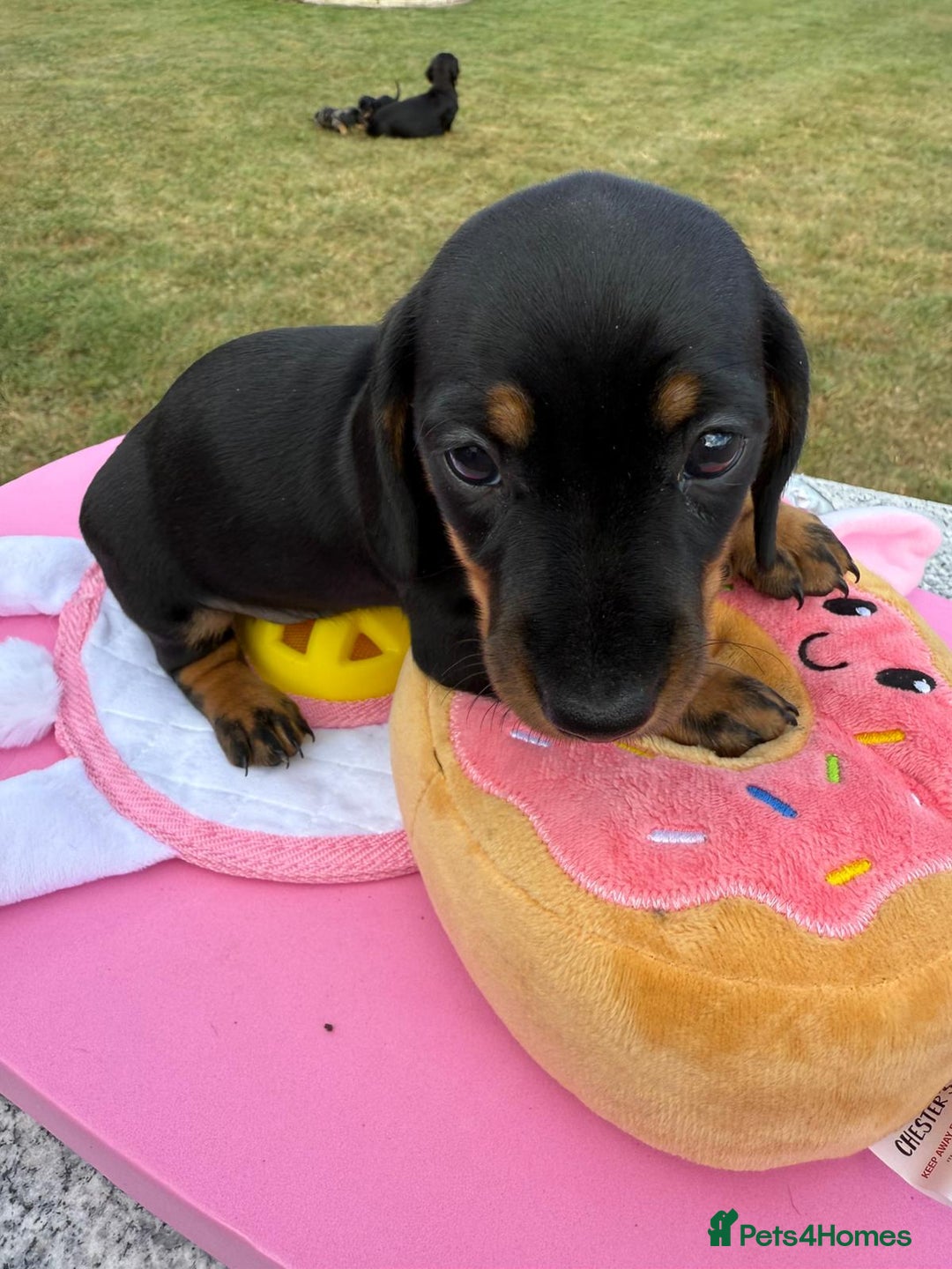 Miniature Dachshund dogs for sale: Miniature daschund puppies - Image 25