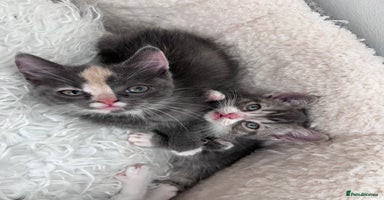 Persian cats - Advert 14