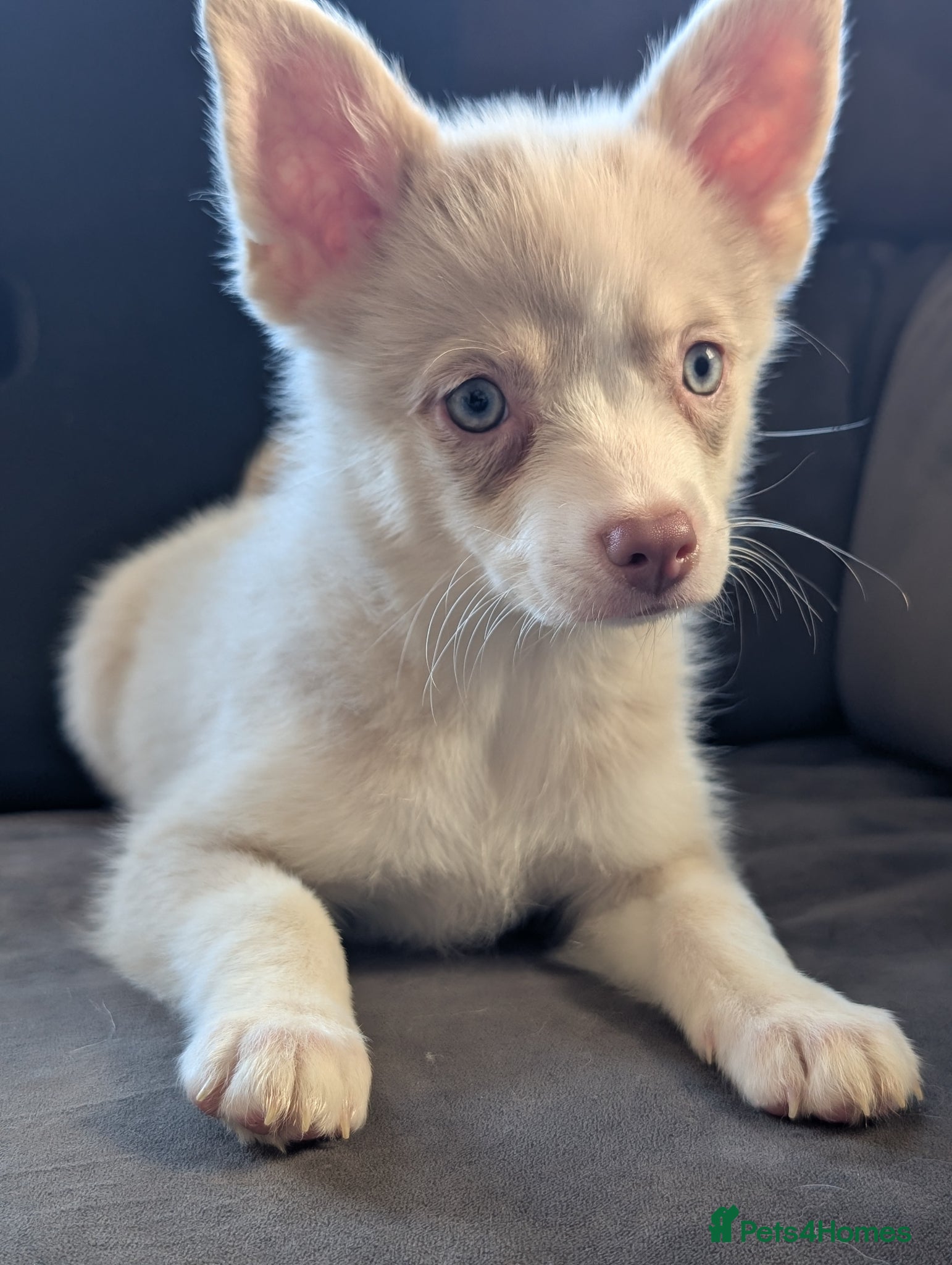 Pomsky dogs Ready to go TODAY! Stunning F3 Pomsky Puppies! - Advert 1