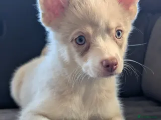 Pomsky dogs Ready to go TODAY! Stunning F3 Pomsky Puppies! - Advert 2