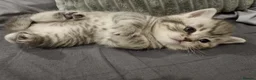 British Shorthair cats for sale: Stunning British Shorthair Kittens  - Advert 20