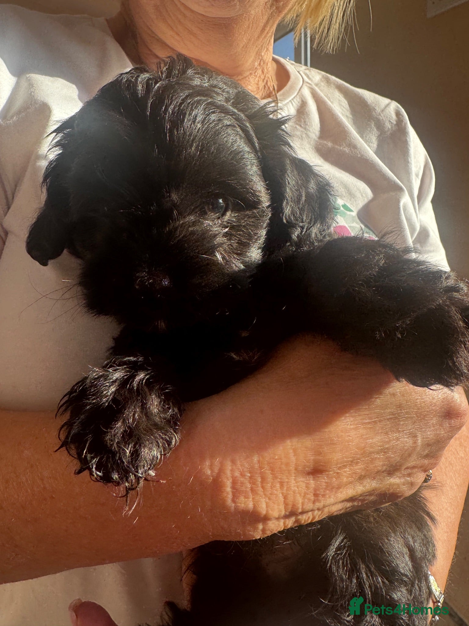 Mixed Breed dogs Rare Miki-poo puppies 1 left for sale  - Advert 2