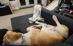 Mixed Breed dogs for sale: 💛🐾 Lovely Lisa 🐾💛 - Image 9