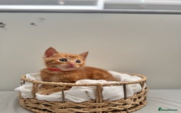 Ragdoll cats for sale: CUTE AND PLAYFUL HALF RAGDOLL KITTENS  - Image 11