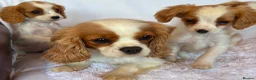 Cavalier King Charles Spaniel dogs for sale: Beautiful King Charles puppys in Stafford - Advert 2