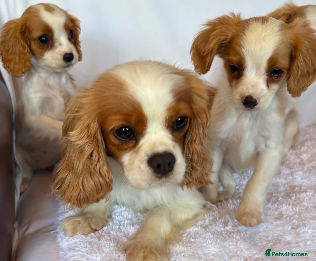 Cavalier King Charles Spaniel dogs for sale: Beautiful King Charles puppys in Stafford - Advert 2