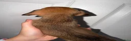 Dachshund dogs for sale: 5 Beautiful dachshund puppy’s  - Advert 6