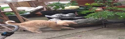 Mixed Breed cats for sale: Sweet British shorthair cross bengal kittens - Advert 8